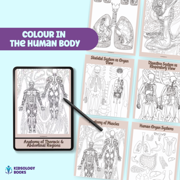 Colour In The Human Body eBook by Kidsology books